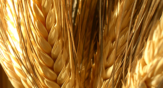 Infanta Foods Tradition